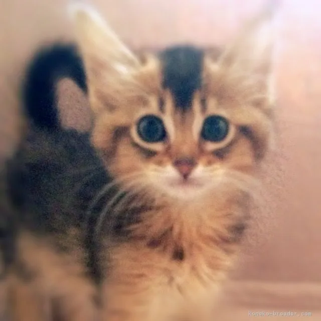 ID:1604-00303の子猫