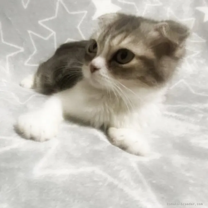 ID:2309-02899の子猫