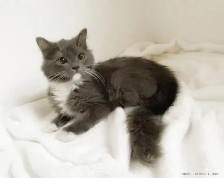 なまみん 様のお迎えした子猫