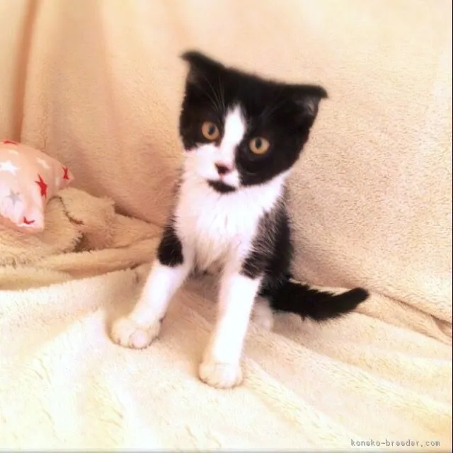 ID：1606-00406の子猫