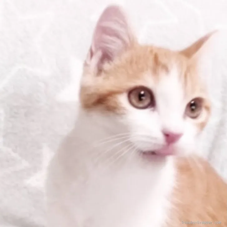 ID:2309-01494の子猫