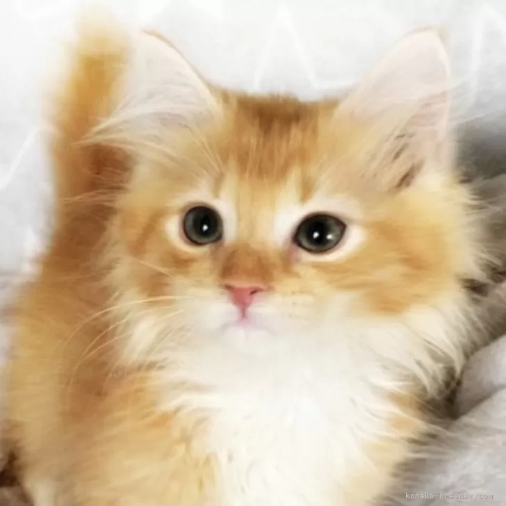ID：2408-02125の子猫