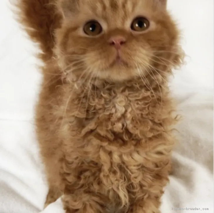 ID:2305-01791の子猫