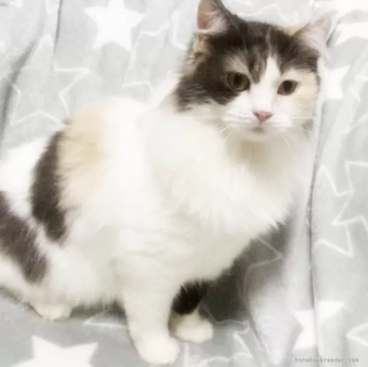 ID:2404-01577の子猫