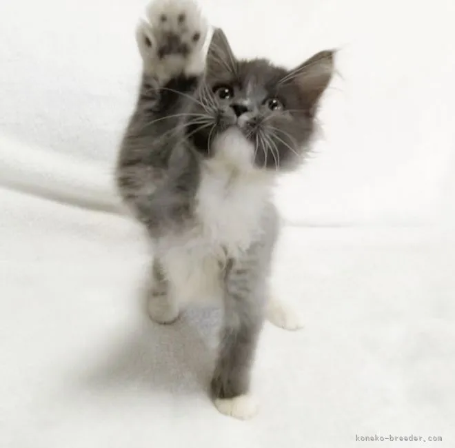 ID：2104-01177の子猫