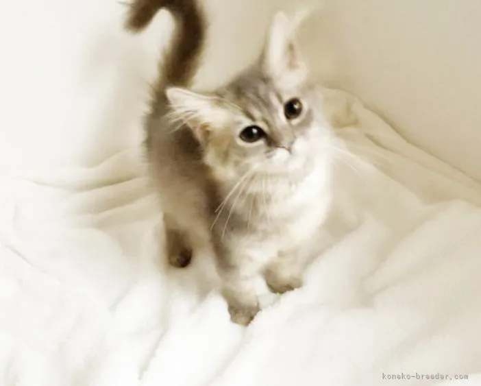 ID：2110-01114の子猫