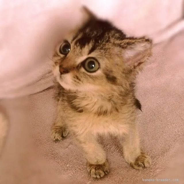 ID：1512-00286の子猫