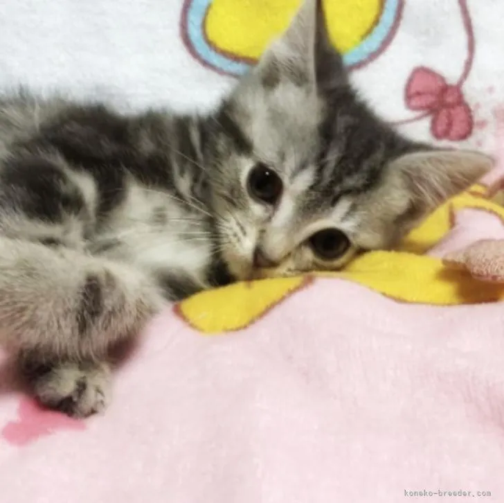ID：2210-00215の子猫