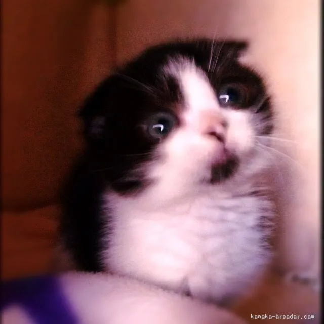 ID：1602-00137の子猫