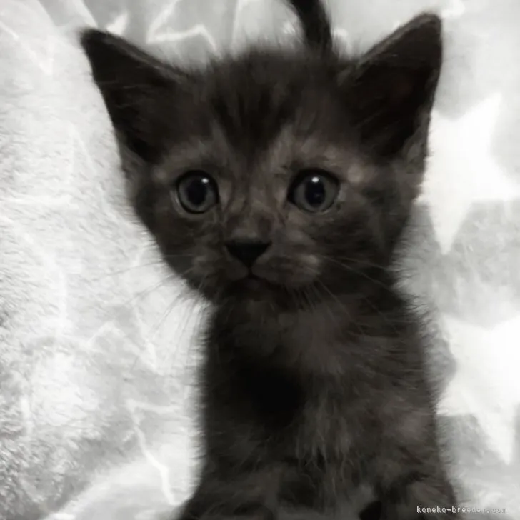 ID:2309-02910の子猫