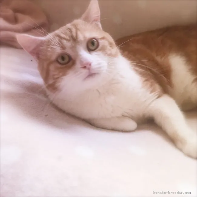 ID：1802-00018の子猫