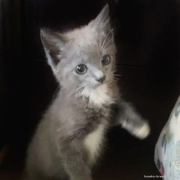 ID：2210-02770の子猫