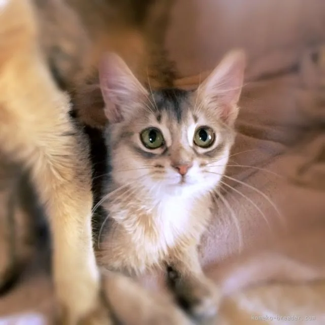 ID：1601-00376の子猫