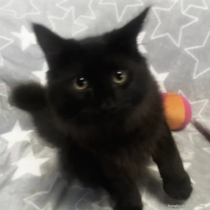ID:2309-01431の子猫