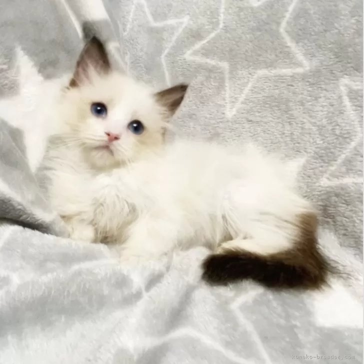 M.M 様のお迎えした子猫