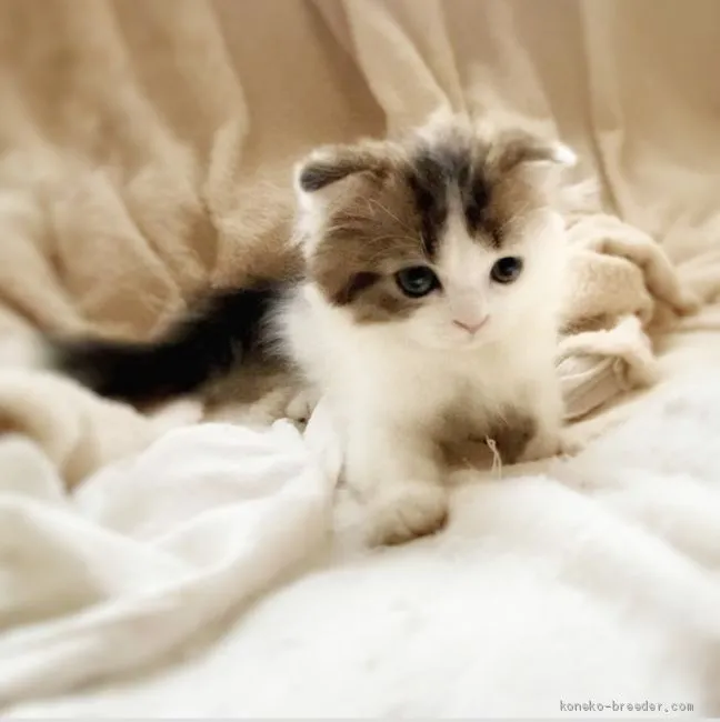 ID：2101-01726の子猫