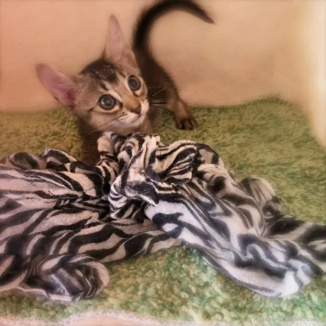 ソマリ【埼玉県・女の子・2017年3月17日・ルディ】の写真1「顔立ちは綺麗です☆」