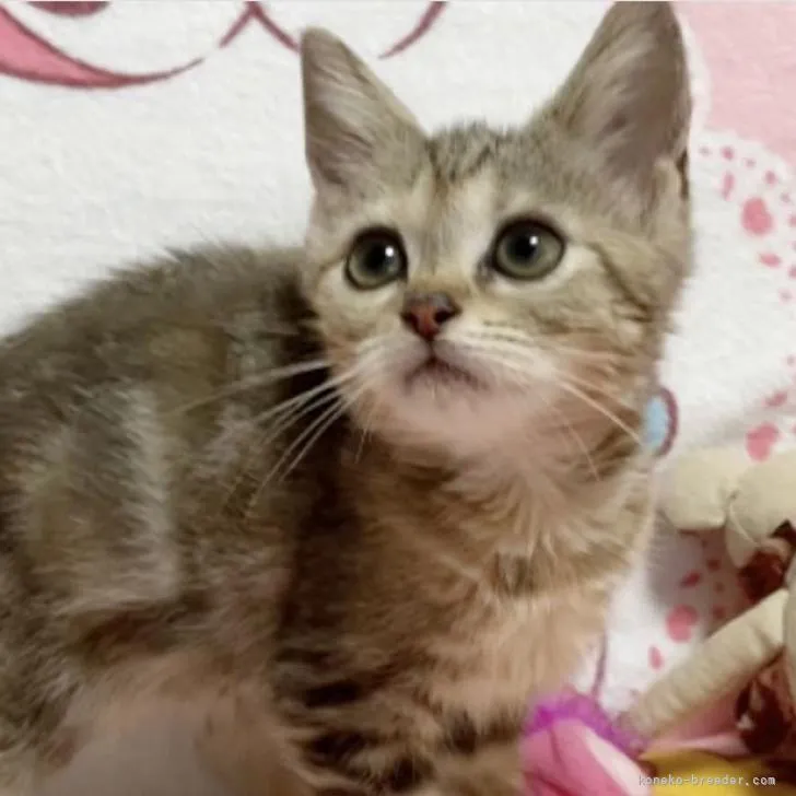 ID：2210-00218の子猫