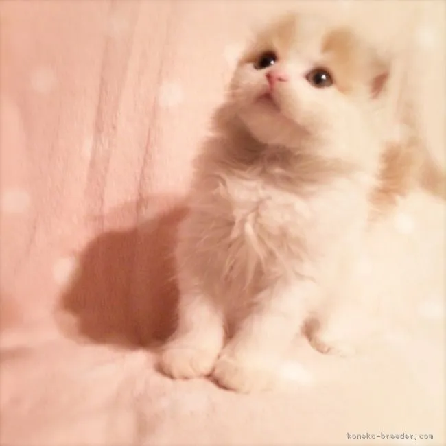 gorishima 様のお迎えした子猫