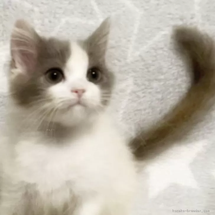 ID：2406-01871の子猫