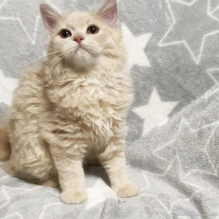 ID:2307-03038の子猫