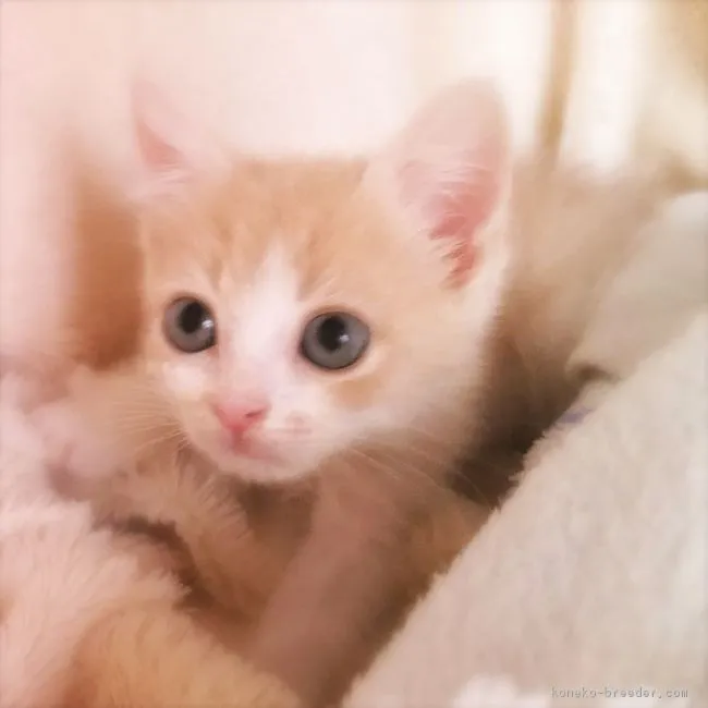 ID：1802-00095の子猫