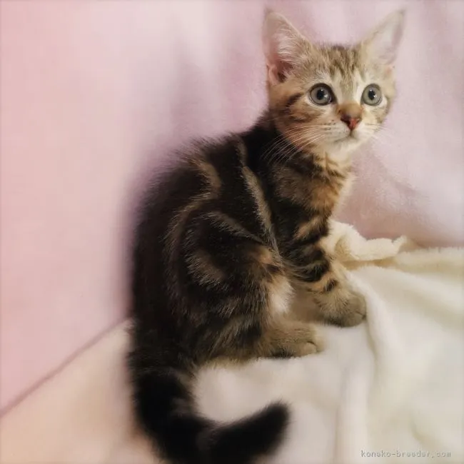 ID：1807-00612の子猫