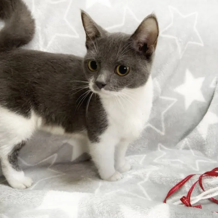 ID：2310-00351の子猫