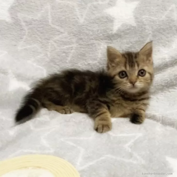 ID：2406-02721の子猫
