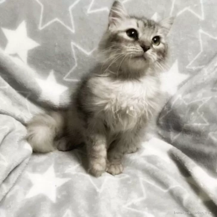 ID：2402-01744の子猫