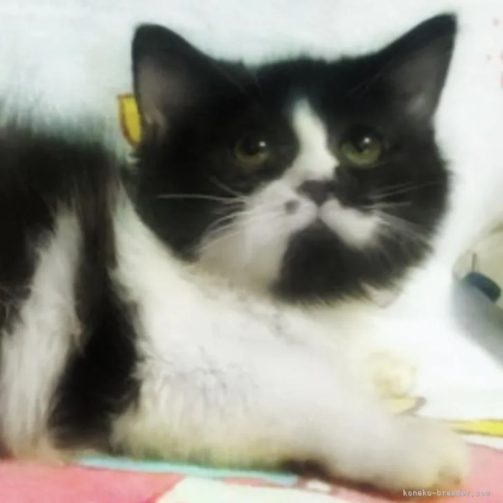 ID：2210-00320の子猫