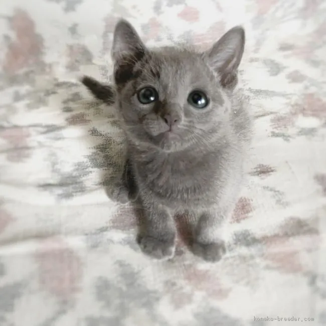 ID：2010-00501の子猫