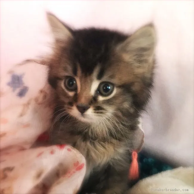 アルばば 様のお迎えした子猫