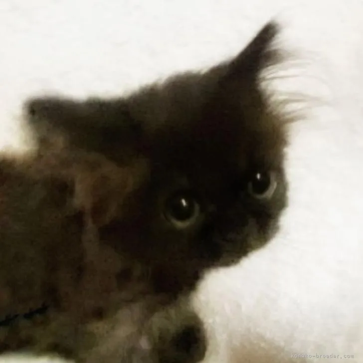 ID：2212-00649の子猫