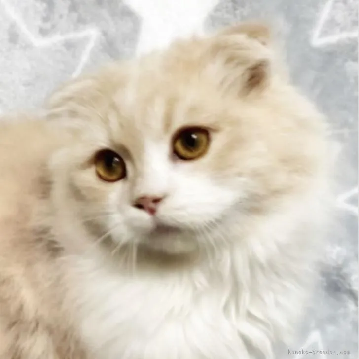 ID：2301-00536の子猫