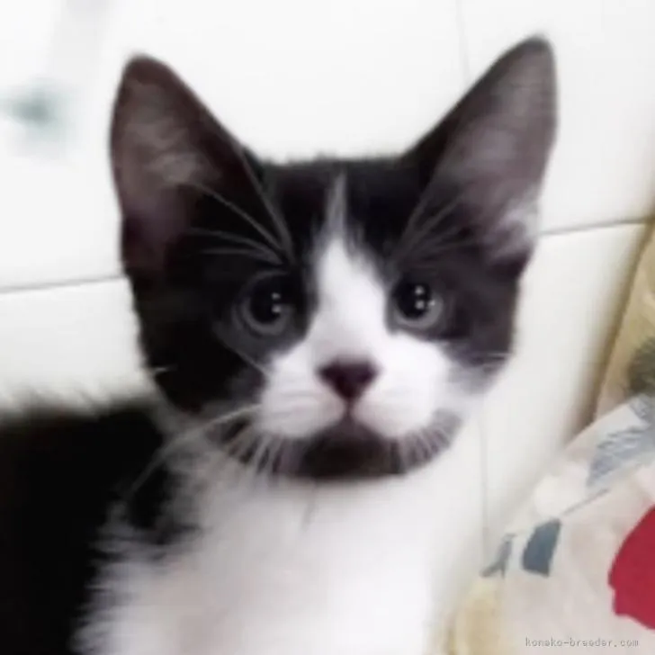ID:2208-02722の子猫