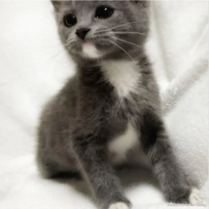 ID:2206-03380の子猫