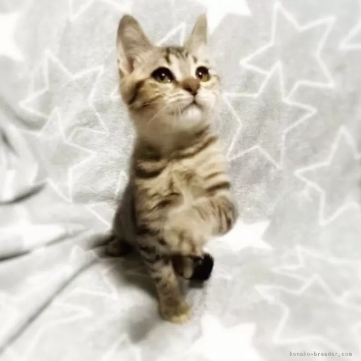 ID：2411-01505の子猫