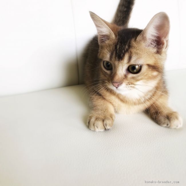 海外製 猫 アビシニアン アメリカンショートヘア カバー ソファー ソマリ ノルウェー ベンガル ペット ロシアンブルー 動物 子猫 96 以上節約 ロシアンブルー 海外製 猫 アビシニアン アメリカンショートヘア カバー ソファー ソマリ ノルウェー ベンガル ペット ロシアンブルー 動物 子猫 96 以上節約 ロシアンブルー