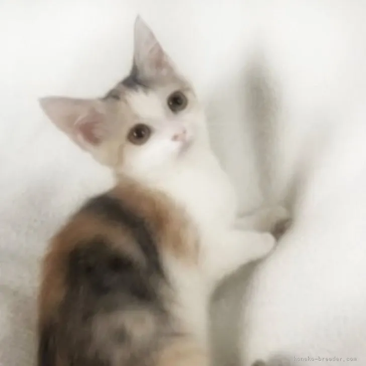 ID：2305-02197の子猫