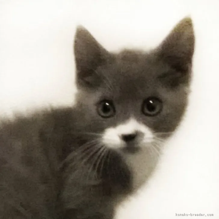 ID：2306-01861の子猫