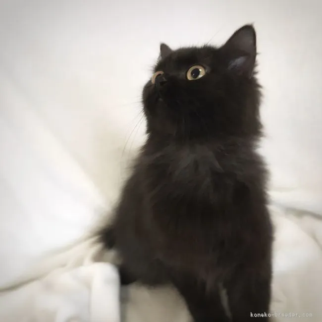 ID:1902-00531の子猫