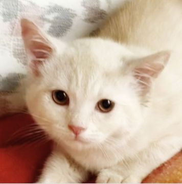 スコティッシュフォールド(立ち耳)【埼玉県・男の子・2020年10月20日・クリームタビー（短毛）】の写真「美猫♡」