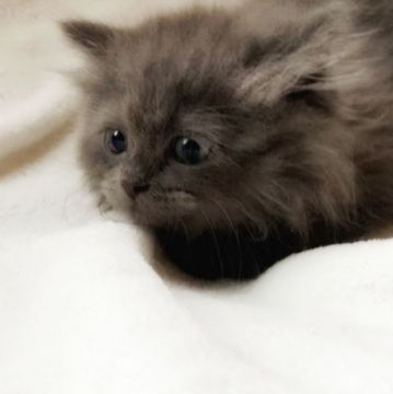 スコティッシュフォールド(立ち耳)【埼玉県・男の子・2020年10月20日・ブルー（セミロング）】の写真「ふわふわ王子☆」