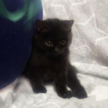 マンチカン(長足)【埼玉県・男の子・2022年11月24日・ブラック（短毛）】の写真「黒猫たん❤︎」