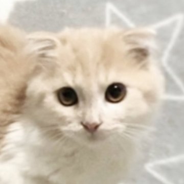 スコティッシュフォールド(折れ耳)【埼玉県・男の子・2024年8月18日・クリーム&ホワイト（セミロング）】の写真「美猫💕」