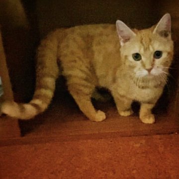 マンチカン(短足)【埼玉県・女の子・2022年7月19日・レッドタビー（短毛）】の写真「トッポちゃん♡」