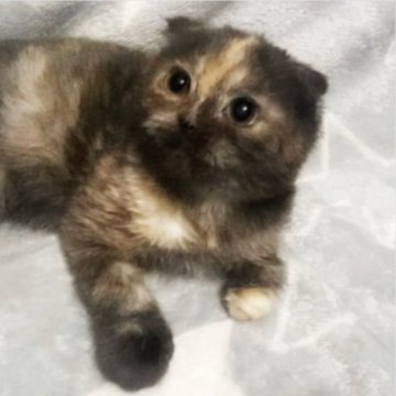 スコティッシュフォールド(折れ耳)【埼玉県・女の子・2022年11月27日・トーティ（短毛）】の写真「モコモコたん☆」