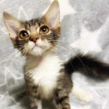 スコティッシュフォールド(立ち耳)【埼玉県・女の子・2023年7月3日・ブラウンタビー&ホワイト（セミロング）】の写真「めちゃくちゃめちゃくちゃなつきます！」