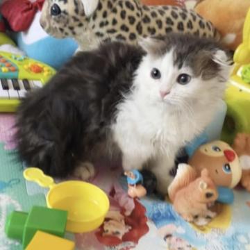 スコティッシュフォールド(折れ耳)【埼玉県・女の子・2022年11月13日・ブラウンタビー&ホワイト（セミロング）】の写真「のんびり屋さん♥」